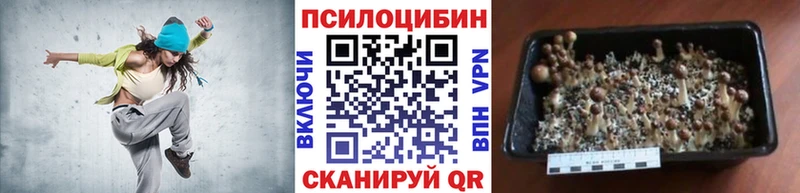 дарнет шоп  Вязники  Галлюциногенные грибы Magic Shrooms 
